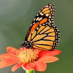 Monarch Butterflies Set To Receive Federal Protections As Threatened Species