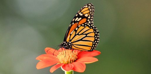 Monarch Butterflies Set To Receive Federal Protections As Threatened Species