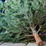 How To Dispose Of Your Christmas Tree In North Texas