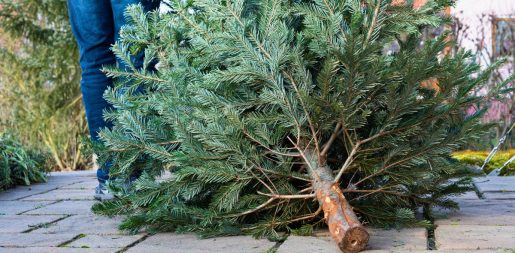 How To Dispose Of Your Christmas Tree In North Texas