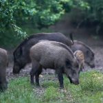 Feral Hogs Plague Irving Neighborhood