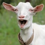 400 Goats Set To Tackle Invasive Plant Species In Arlington’s Parks