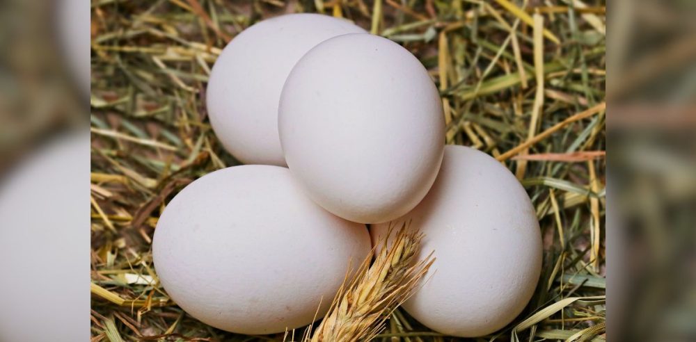 A Bad Egg: Biden Administration Blamed For Egg Price Crisis 