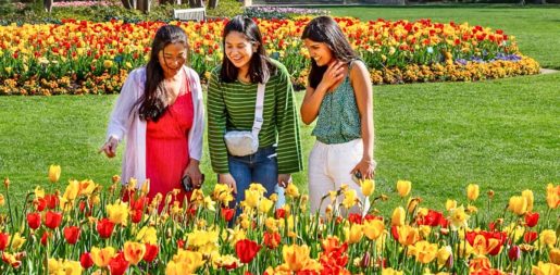 Dallas Blooms: Celebrate 40 Years Of Floral Magic At Dallas Arboretum