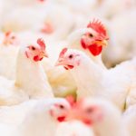 Conditional Approval Granted For Bird Flu Vaccine For Chickens