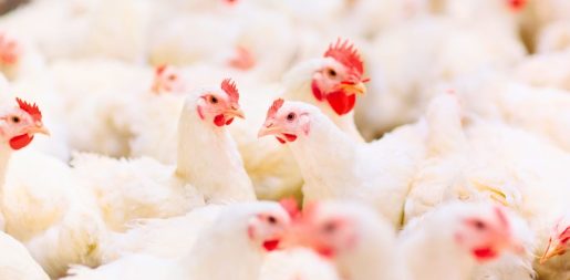 Conditional Approval Granted For Bird Flu Vaccine For Chickens