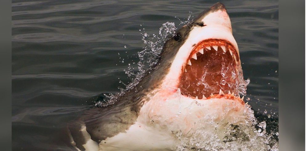 Women Loses Both Hands Following Shark Attack