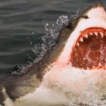 Women Loses Both Hands Following Shark Attack