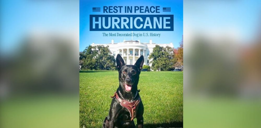 America’s Most Patriotic Pup Passes Away