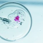 Hope And Help For Families: Trump’s Plan To Slash IVF Expenses