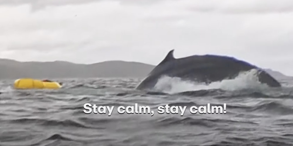 WATCH: Incredible Moment Kayaker Is Swallowed By Whale — And Survives!