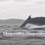 WATCH: Incredible Moment Kayaker Is Swallowed By Whale — And Survives!