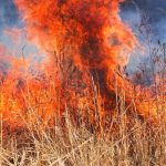 Fire Marshal Warns, ‘It’s Going to be Bad’: North Texas On High Alert For Wildfires