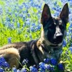 Shootout In McKinney: Police K-9 And Suspect Dead
