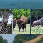 820-Acre East Texas Ranch With Exotic Animals Sells For $16M