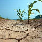$280 Million In Aid To Flow To South Texas Farmers During Water Crisis