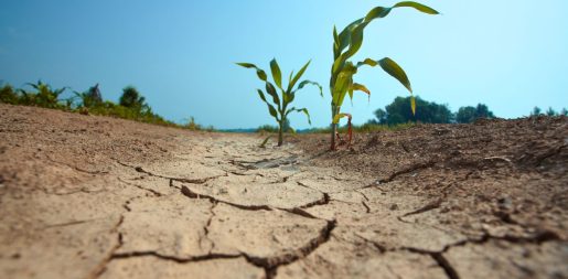 $280 Million In Aid To Flow To South Texas Farmers During Water Crisis