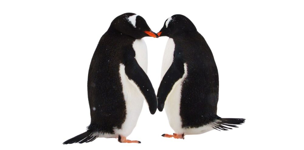 Waddle On: Celebrating World Penguin Day And Their Aquatic Antics