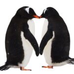 Waddle On: Celebrating World Penguin Day And Their Aquatic Antics