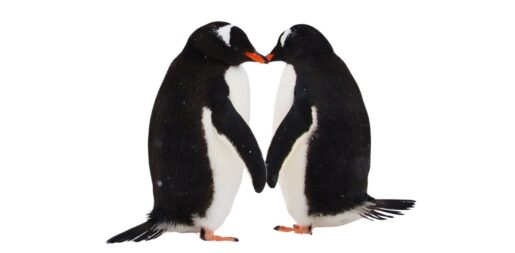 Waddle On: Celebrating World Penguin Day And Their Aquatic Antics
