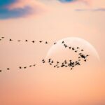 DFW Metroplex Embraces ‘Lights Out’ Initiative To Protect Migrating Birds