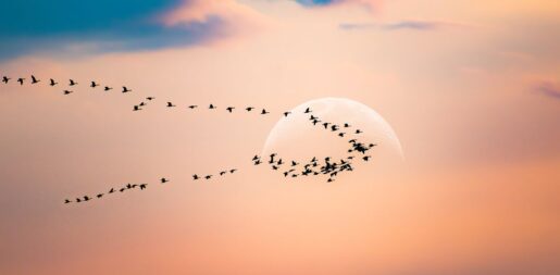 DFW Metroplex Embraces ‘Lights Out’ Initiative To Protect Migrating Birds