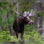 Sweden’s Great Moose Migration Livestream: A Slow TV Sensation