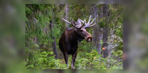 Sweden’s Great Moose Migration Livestream: A Slow TV Sensation