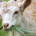 Dallas Calls In Goats For Eco-Friendly Trail Makeover