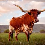 Texas Bill Seeks To Ban Hostile Foreign Actors From Land Ownership