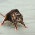 Roaches And Rat Droppings Discovered Dallas Restaurants