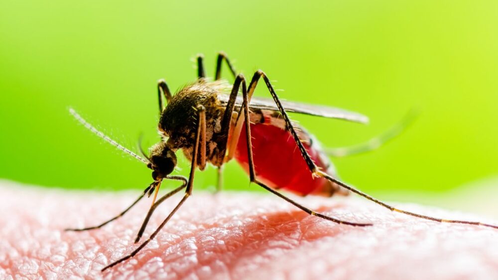 U.S. Health Officials Advise Older Americans To Avoid Chikungunya Vaccine