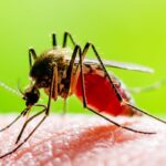U.S. Health Officials Advise Older Americans To Avoid Chikungunya Vaccine