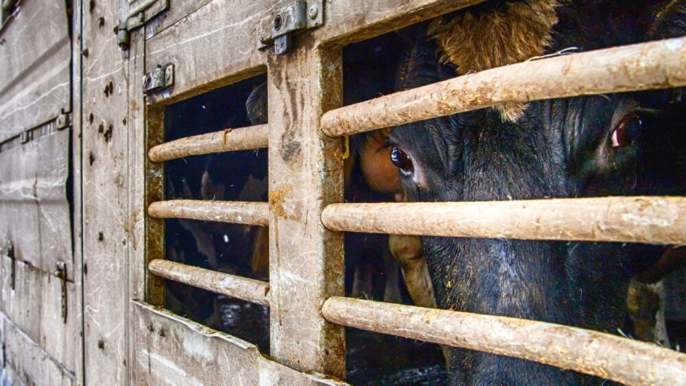 Flesh-Burrowing Fly Triggers U.S. Border Shutdown For Livestock From Mexico
