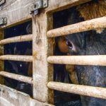 Flesh-Burrowing Fly Triggers U.S. Border Shutdown For Livestock From Mexico