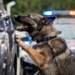 Narcotics Police K-9 Car Window Search Sparks Bill Of Rights Debate