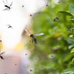 West Nile Virus Detected In Three Dallas County Locations