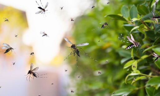 West Nile Virus Detected In Three Dallas County Locations