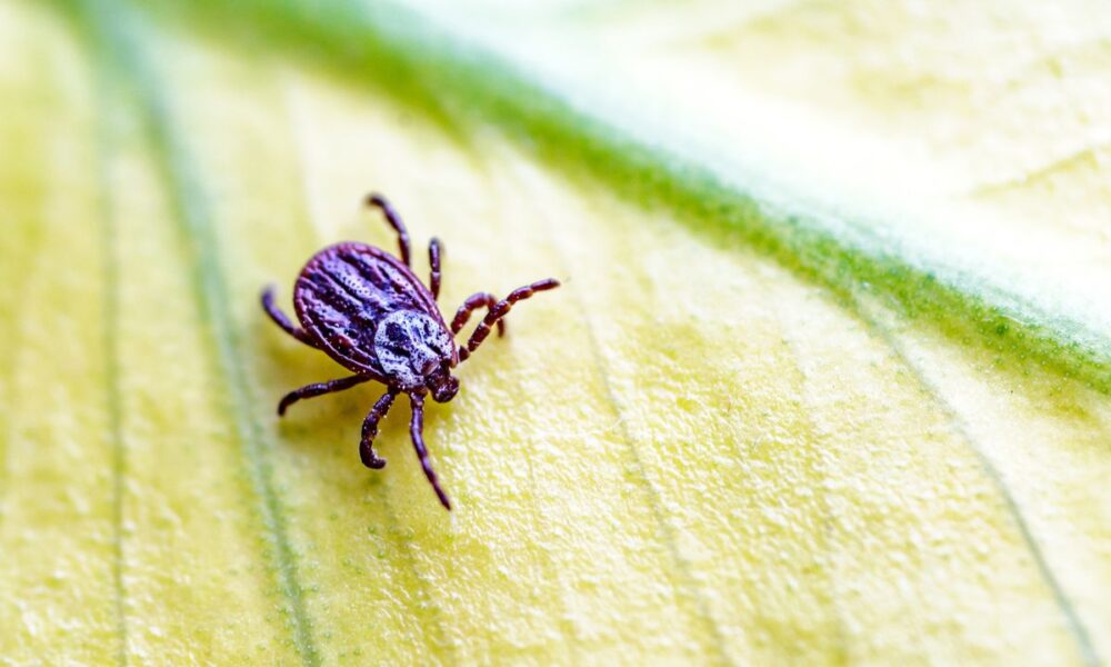 JFK Files: From Ticks To Tricks, How The U.S. Planned To Sabotage Cuba