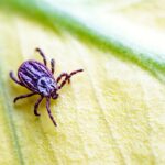 JFK Files: From Ticks To Tricks, How The U.S. Planned To Sabotage Cuba