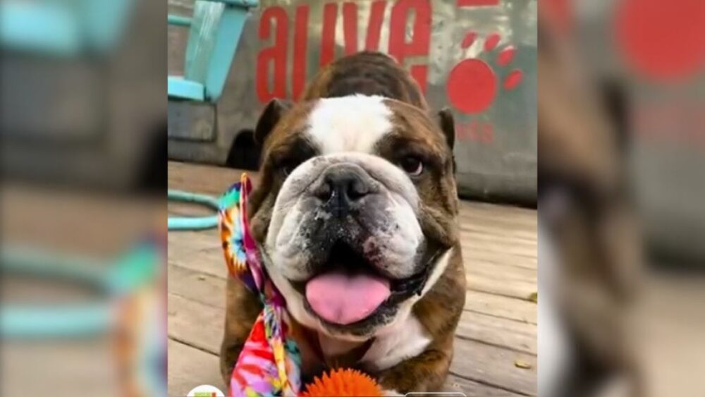 From CA To TX: Beloved Bulldog ‘Rome’ Reunited With Family After Four Years