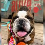 From CA To TX: Beloved Bulldog ‘Rome’ Reunited With Family After Four Years