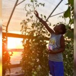 Harvesting Success: How High Tunnels Keep Farmers Growing Throughout The Year