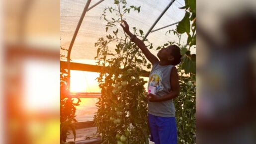 Harvesting Success: How High Tunnels Keep Farmers Growing Throughout The Year