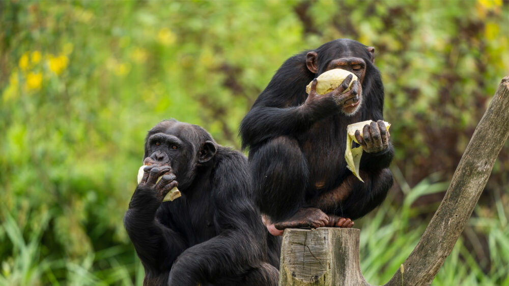 Wild Chimpanzees Use Medicinal Plants For ‘Forest First Aid’