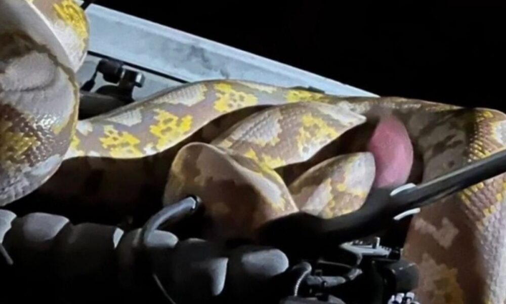 Garland Animal Control Captures 15-Foot Python After Tense Encounter