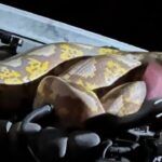 Garland Animal Control Captures 15-Foot Python After Tense Encounter