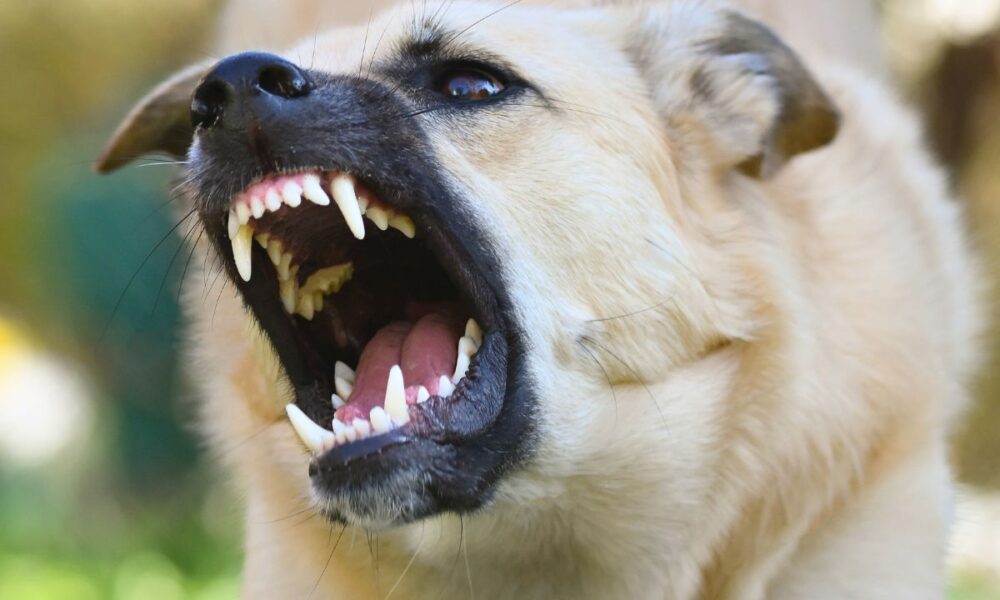 Dallas Among Worst Cities For Postal Worker Dog Attacks