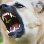 Dallas Among Worst Cities For Postal Worker Dog Attacks