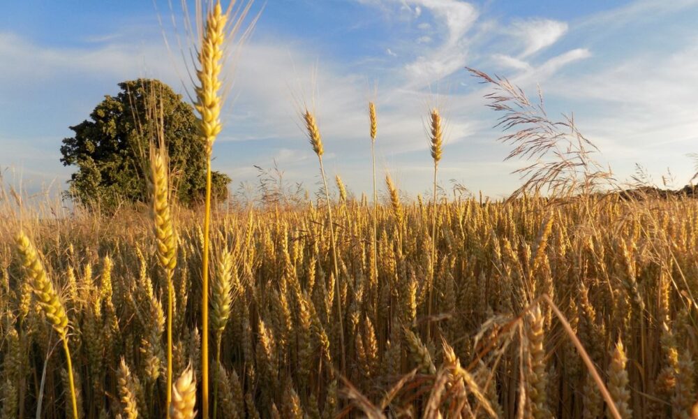 Texas Ag Commissioner Raises Red Flag On Smuggled Fungus Threat